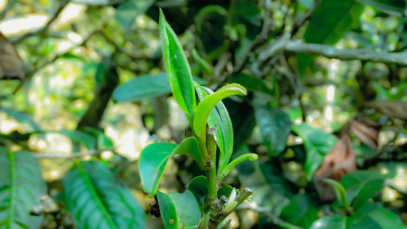 小户赛普洱茶