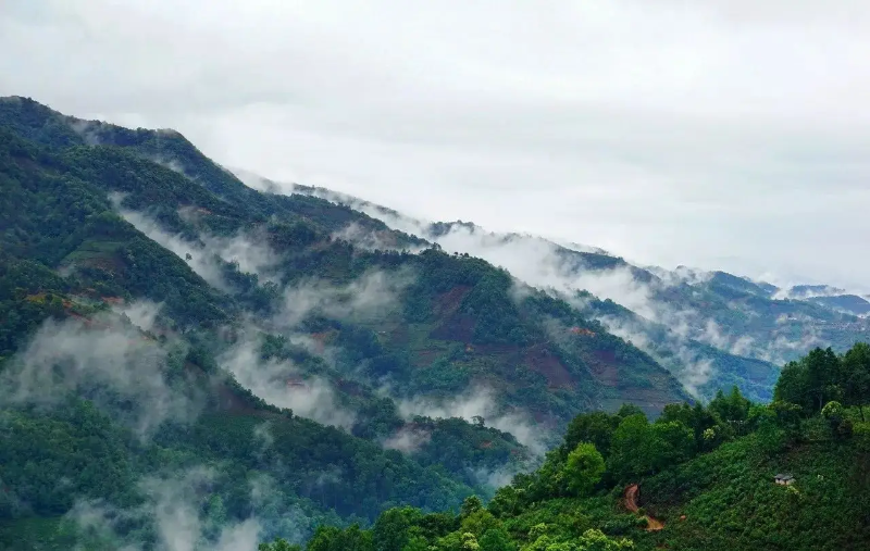 勐库茶区