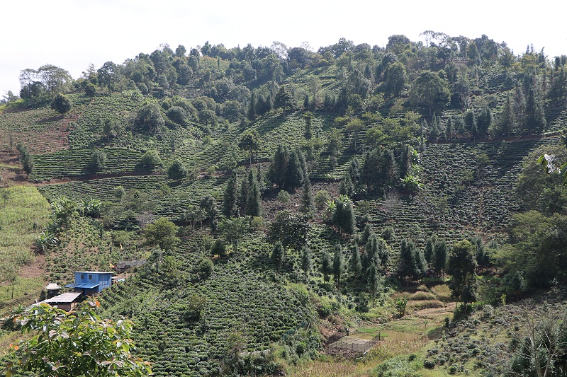 勐库忙蚌茶山