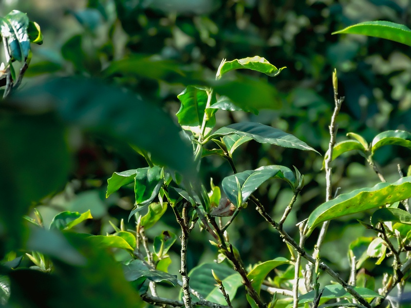 普洱茶茶叶