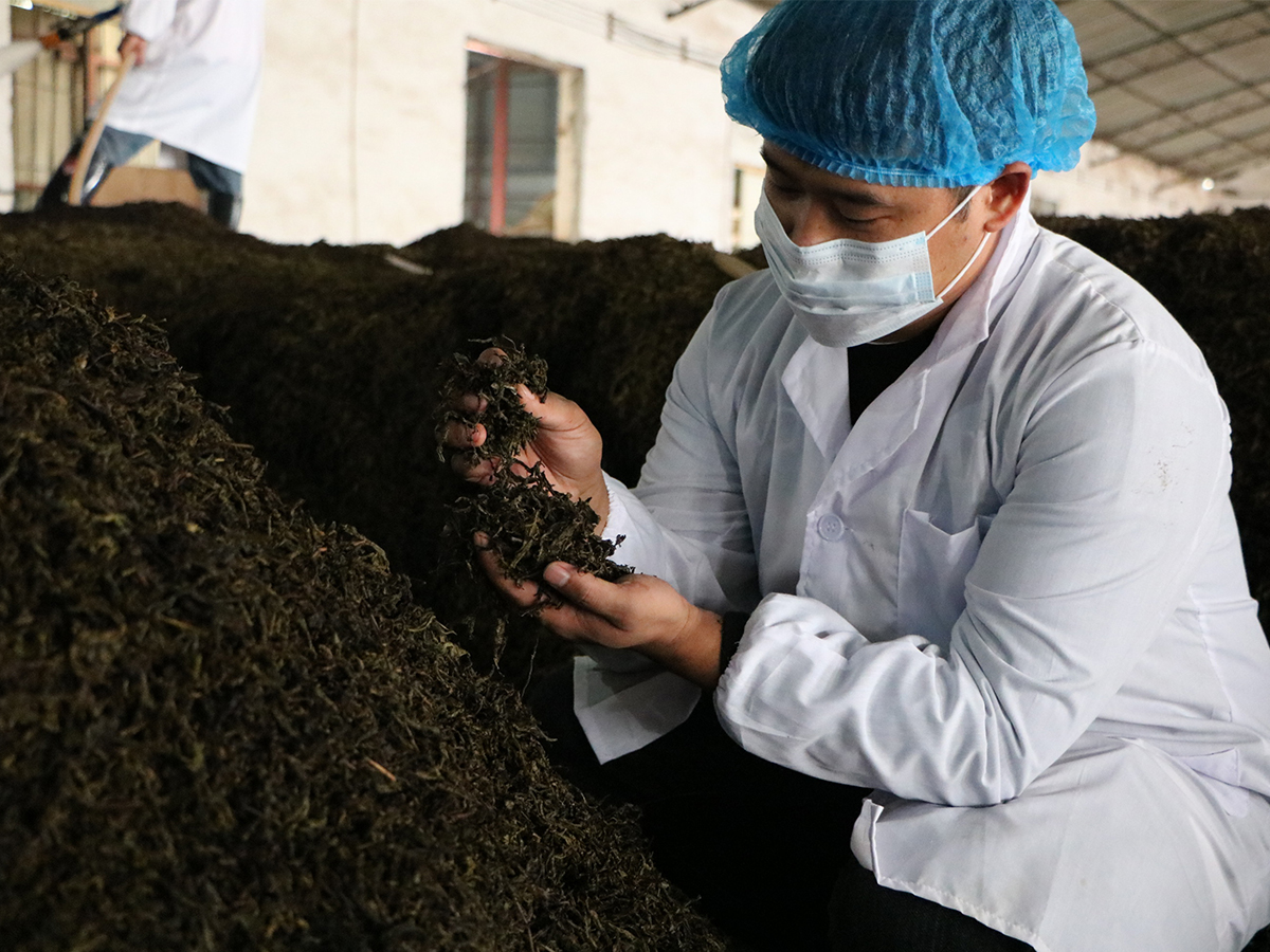 普洱熟茶的发酵