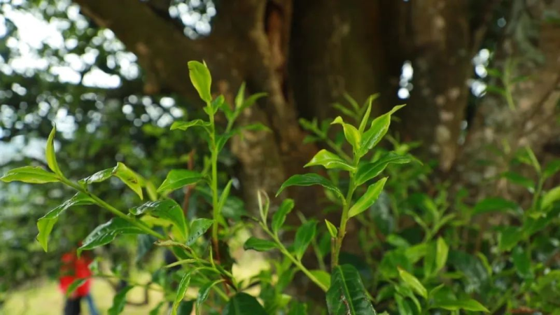 邦崴古茶树开采