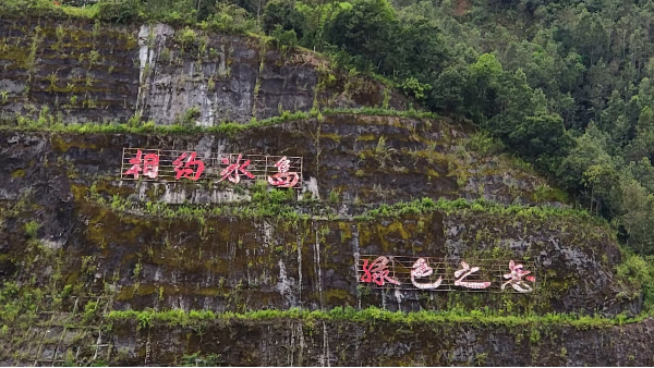 古树茶价格