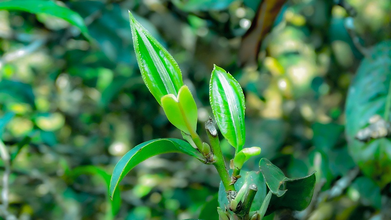 茶山生态环境