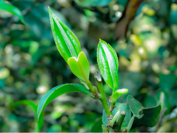 茶山生态环境