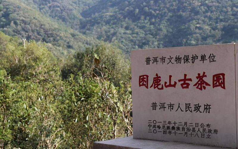 困鹿山古茶园