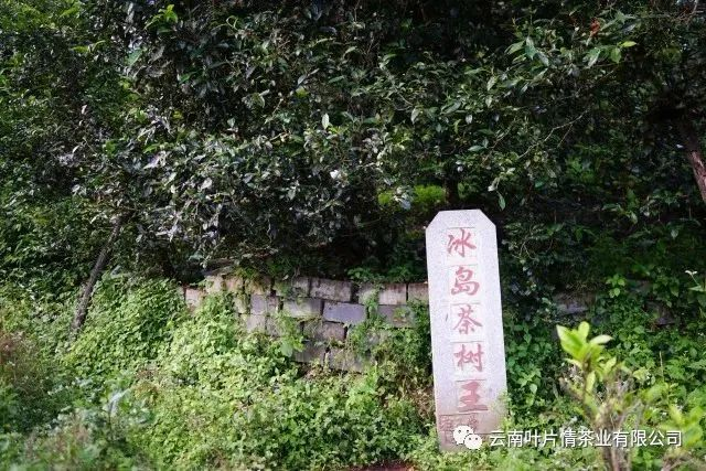 冰岛茶王树