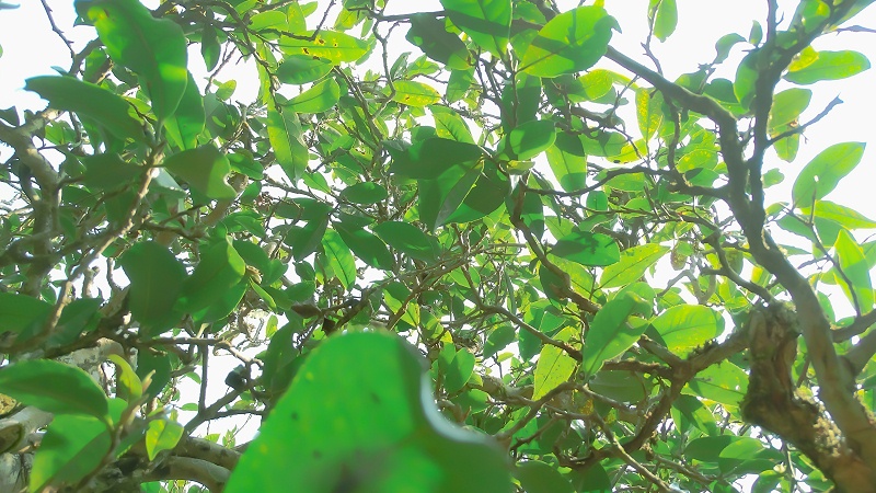 古树茶