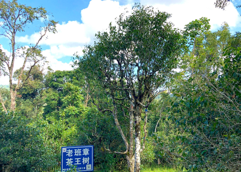 老班章茶树种