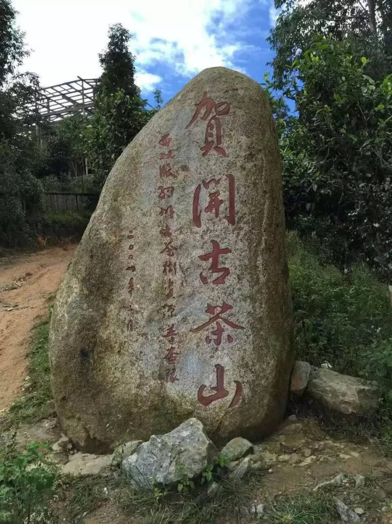 贺开古茶山