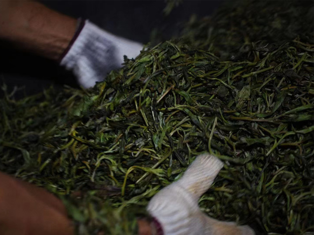 普洱茶制作工艺