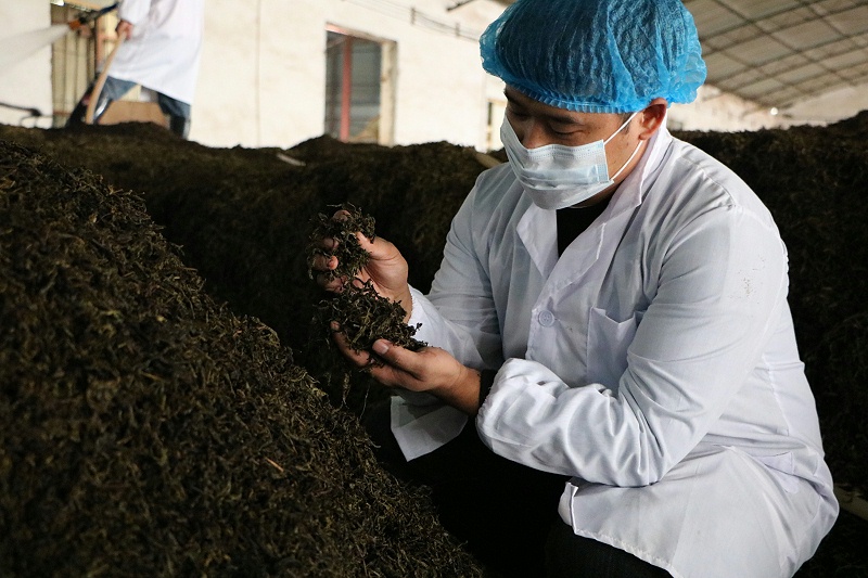 普洱熟茶发酵