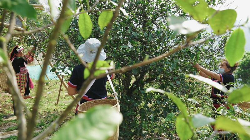 坝歪普洱茶