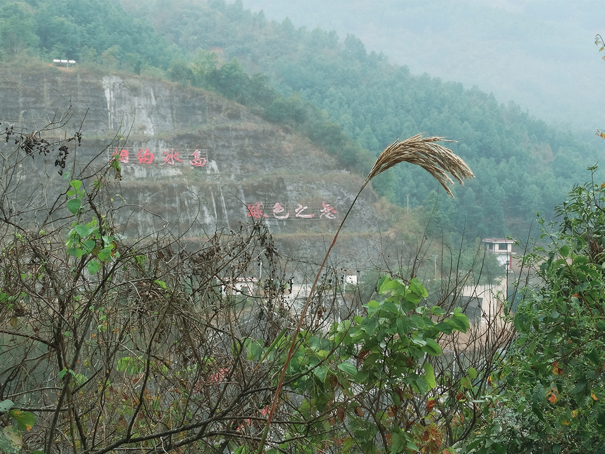 冰岛茶山