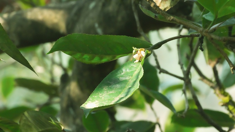 古树茶