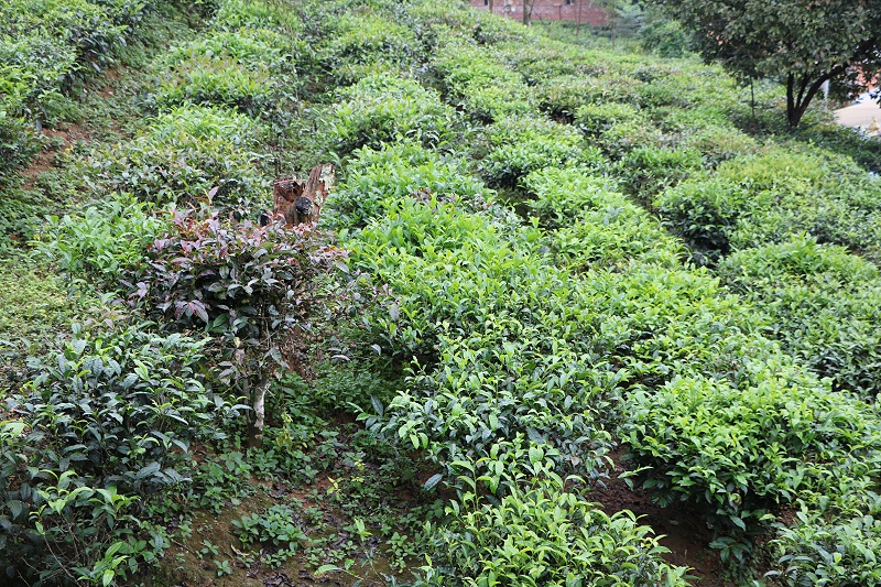 云南矮化茶树