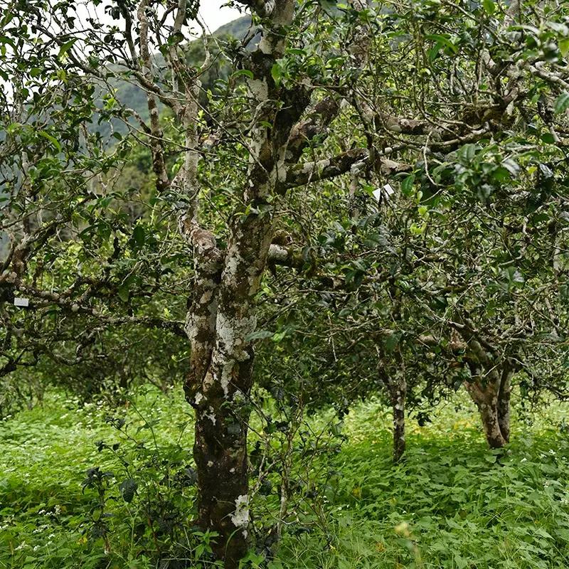 单株古树